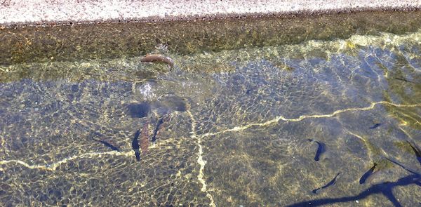 Feeding salmon at the Bonneville fish hatchery