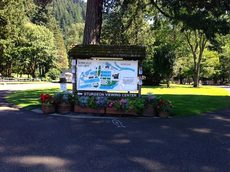Bonneville Hatchery