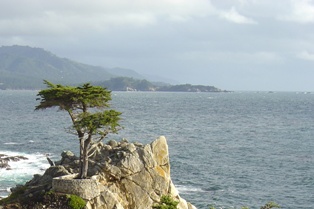 Lone Cypress