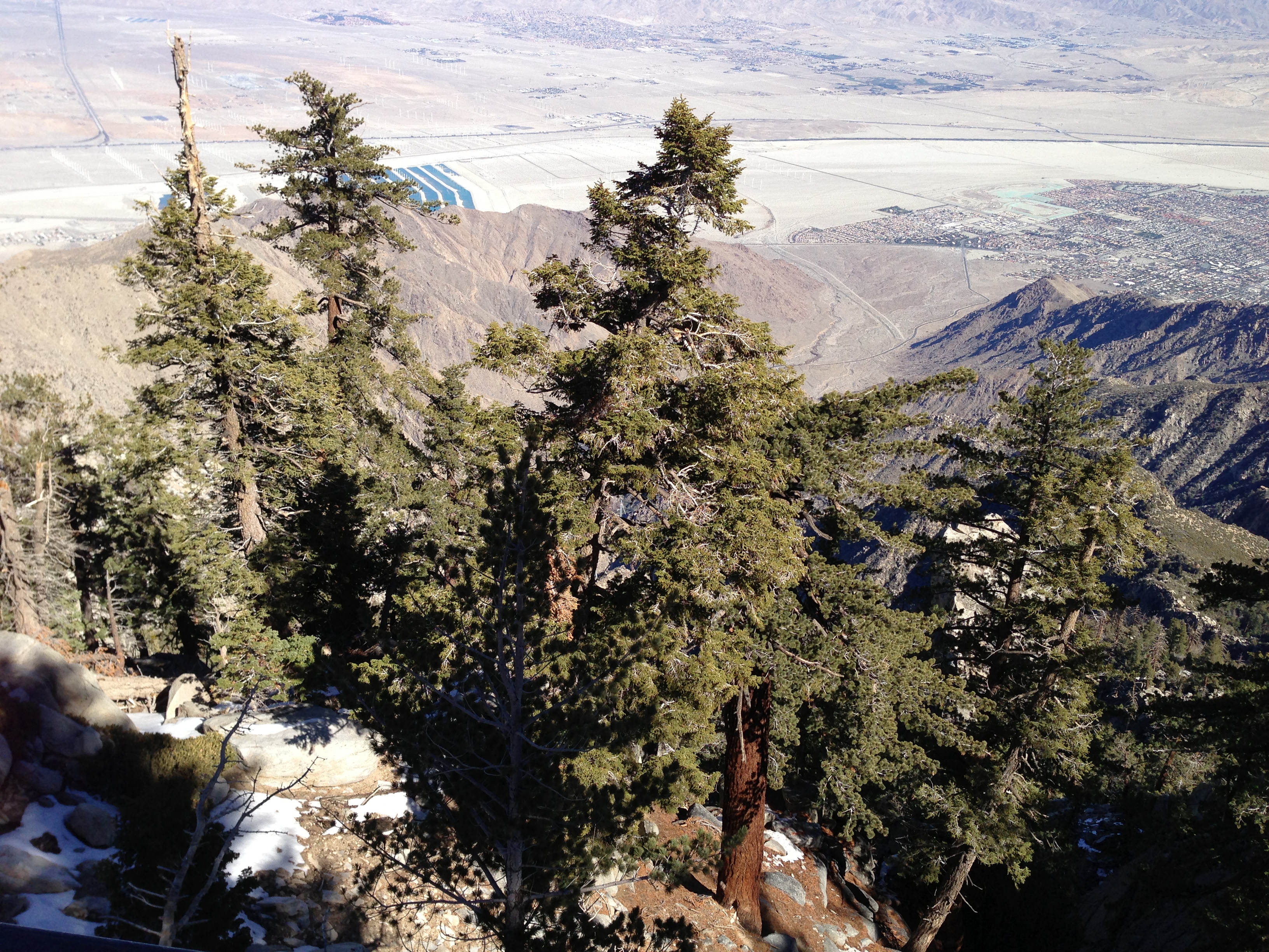 view from Mt. San Jacinto state park in Palm Springs