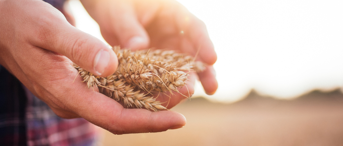 PERUMPAMAAN TENTANG PENABUR (I) - Cahaya Pengharapan Ministries