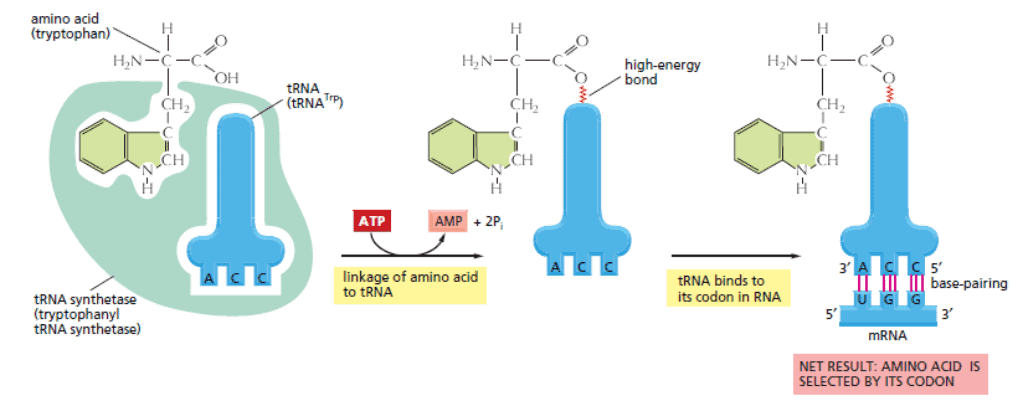 Dna membentuk rna duta di dalam inti sel; Sintesis Protein Translasi Rna Dan Modifikasi Postranslasional Biokimia Kedokteran Caiherang