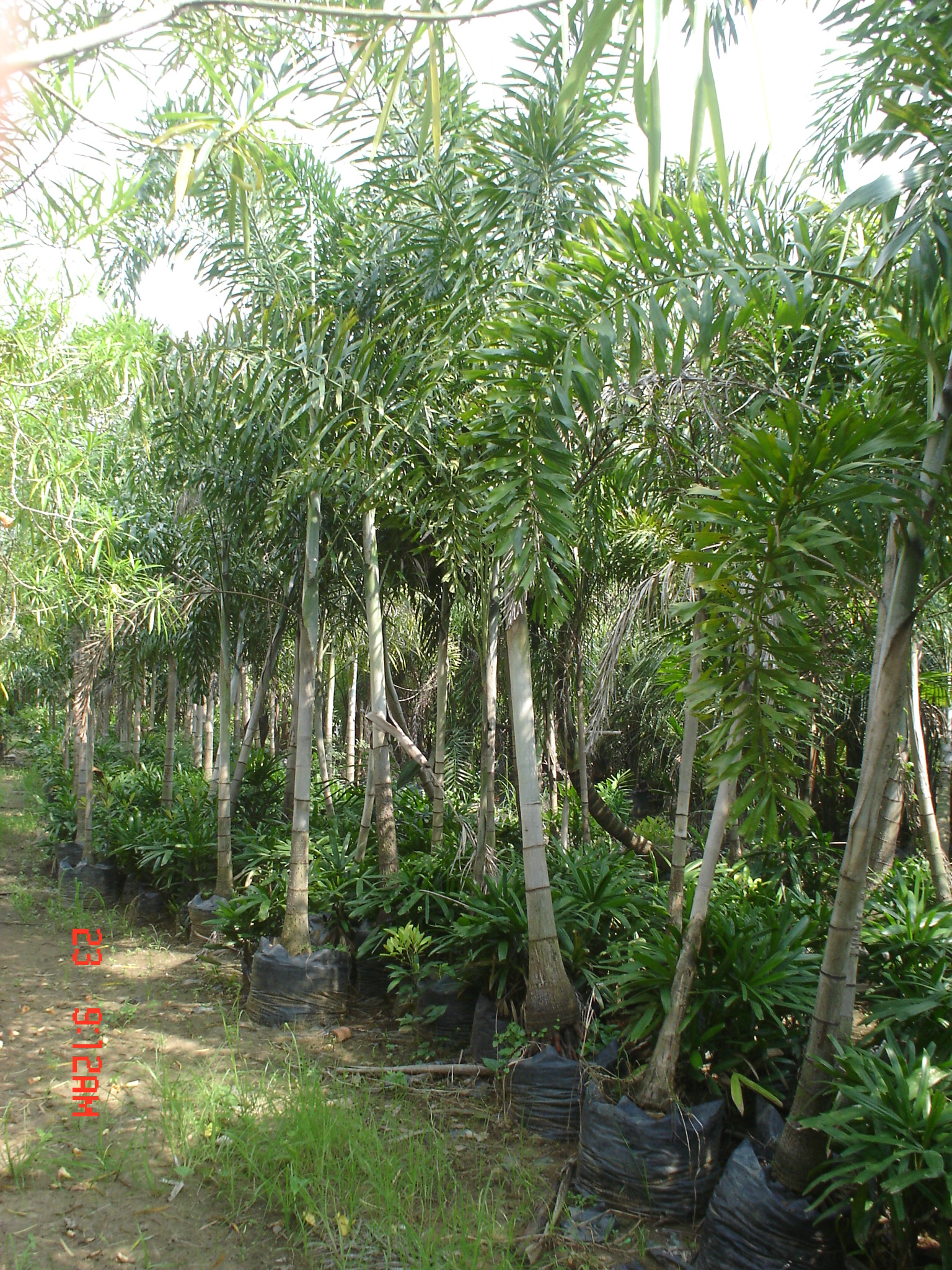 Artificial Foxtail Palm Frond Buy Palm Tree Fronds Product On Alibaba Com