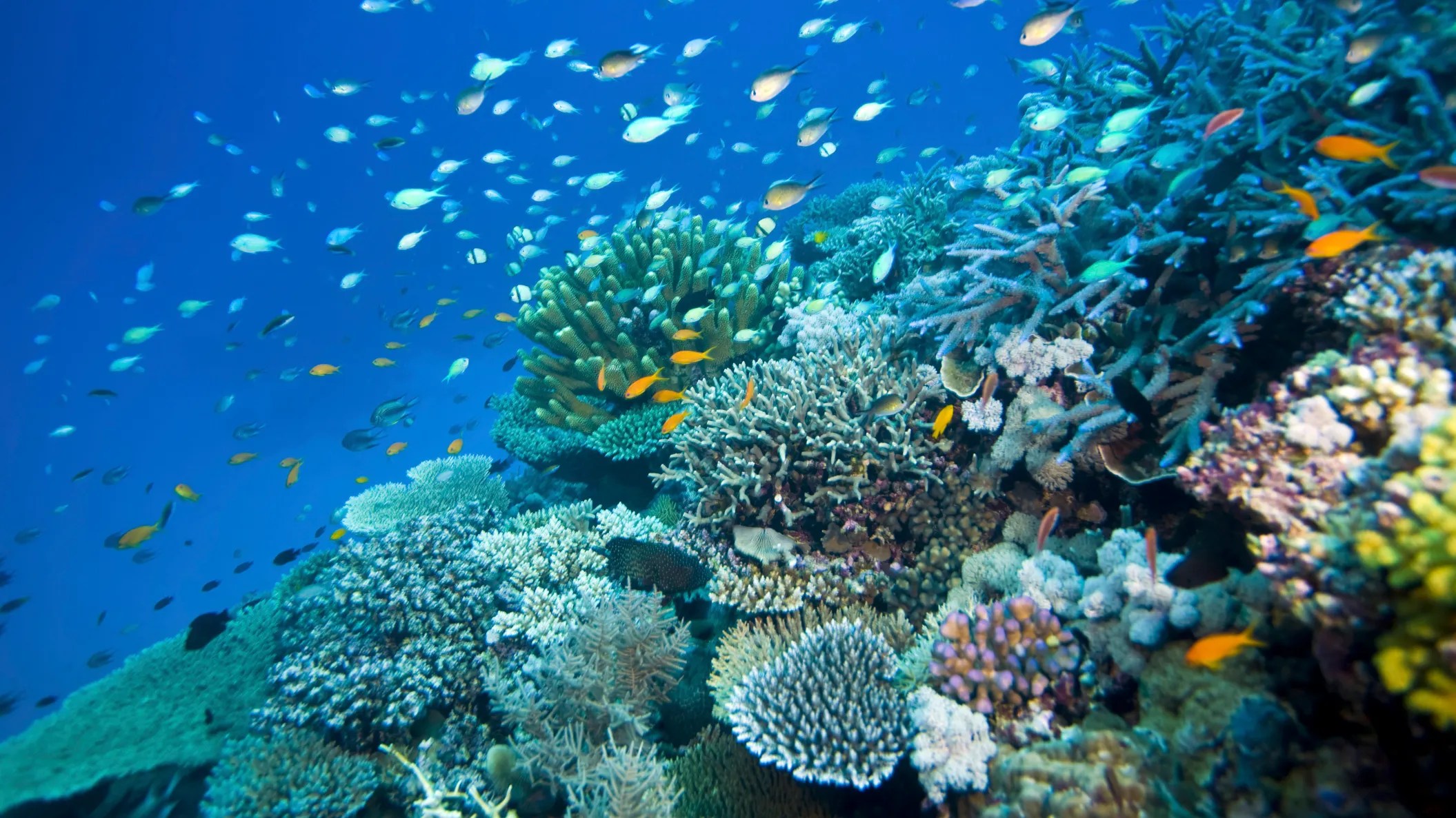 LNP Premier Crisafulli ‘diligently looking after Labor’s pungent laws’ – Dr Peter Ridd, reef researcher