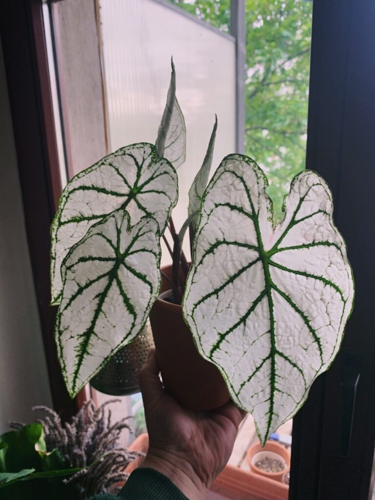 Caladium "white christmas"