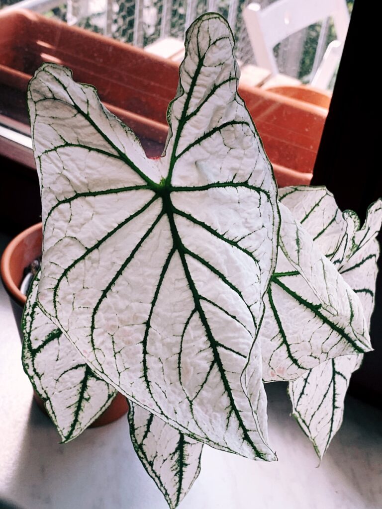 Caladium "white christmas"