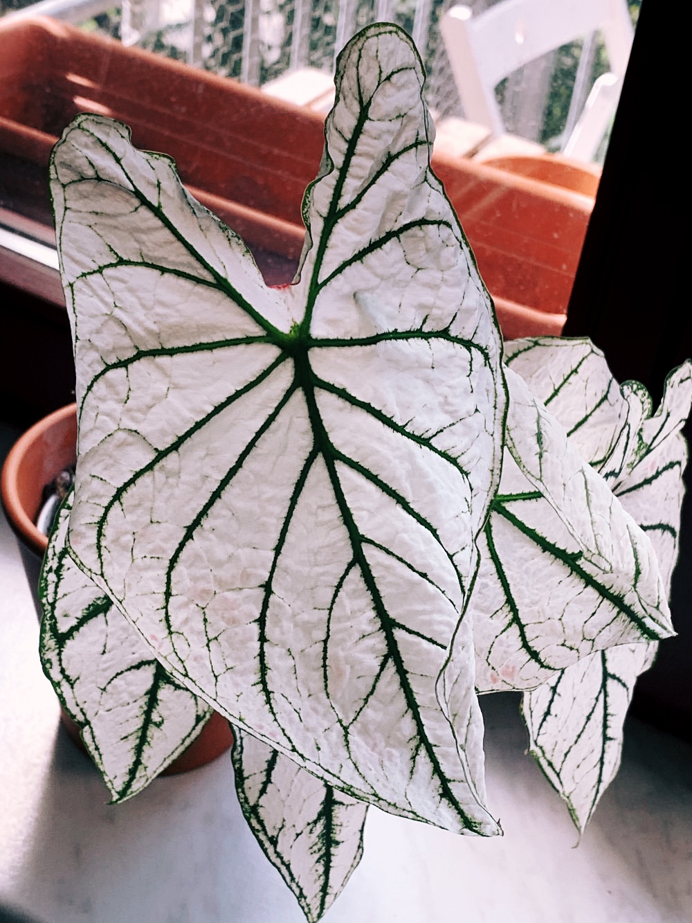 Caladium "white christmas"