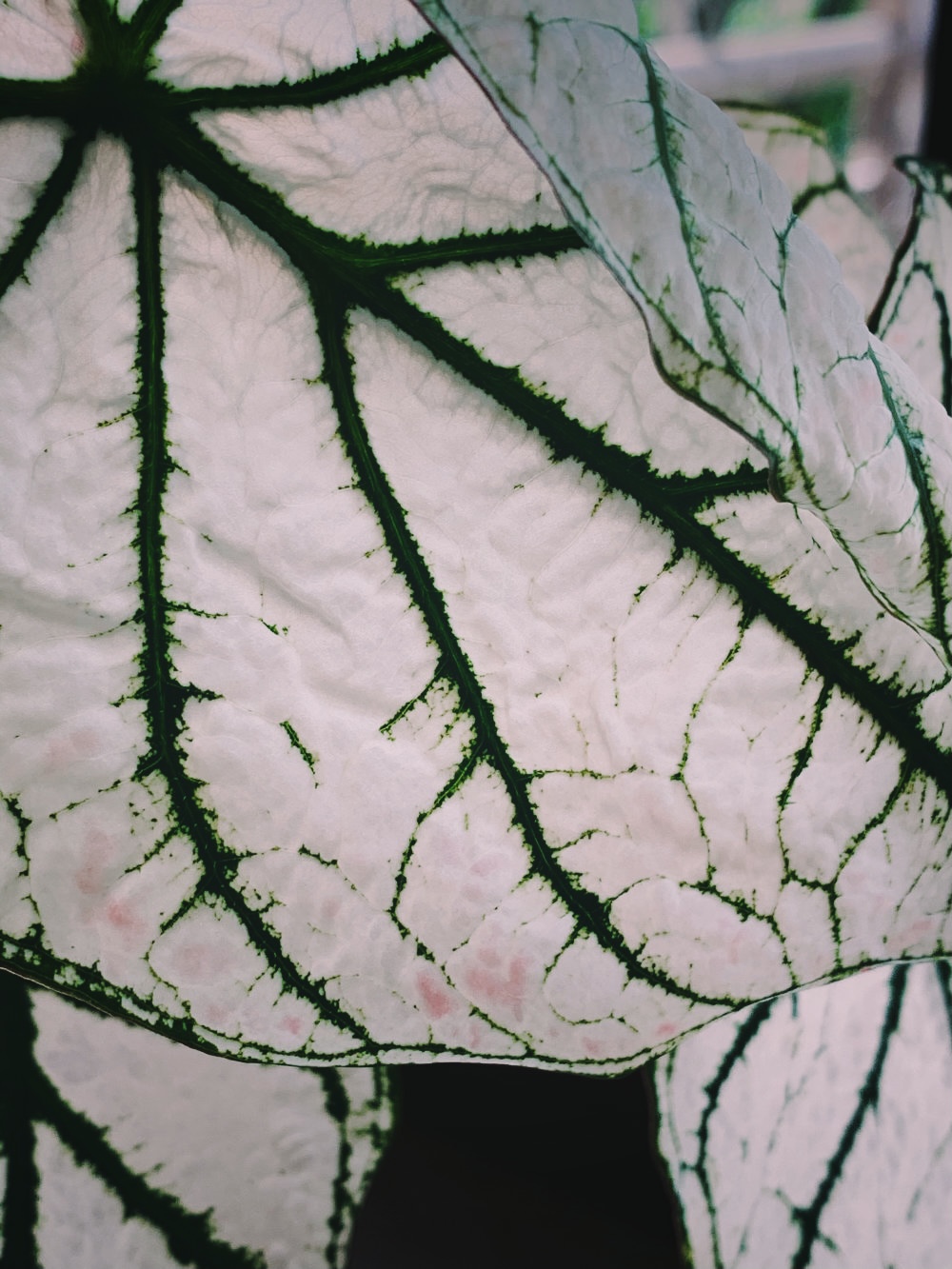 Caladium "white christmas"