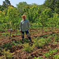 Ponce Produce (Santa Cruz County)