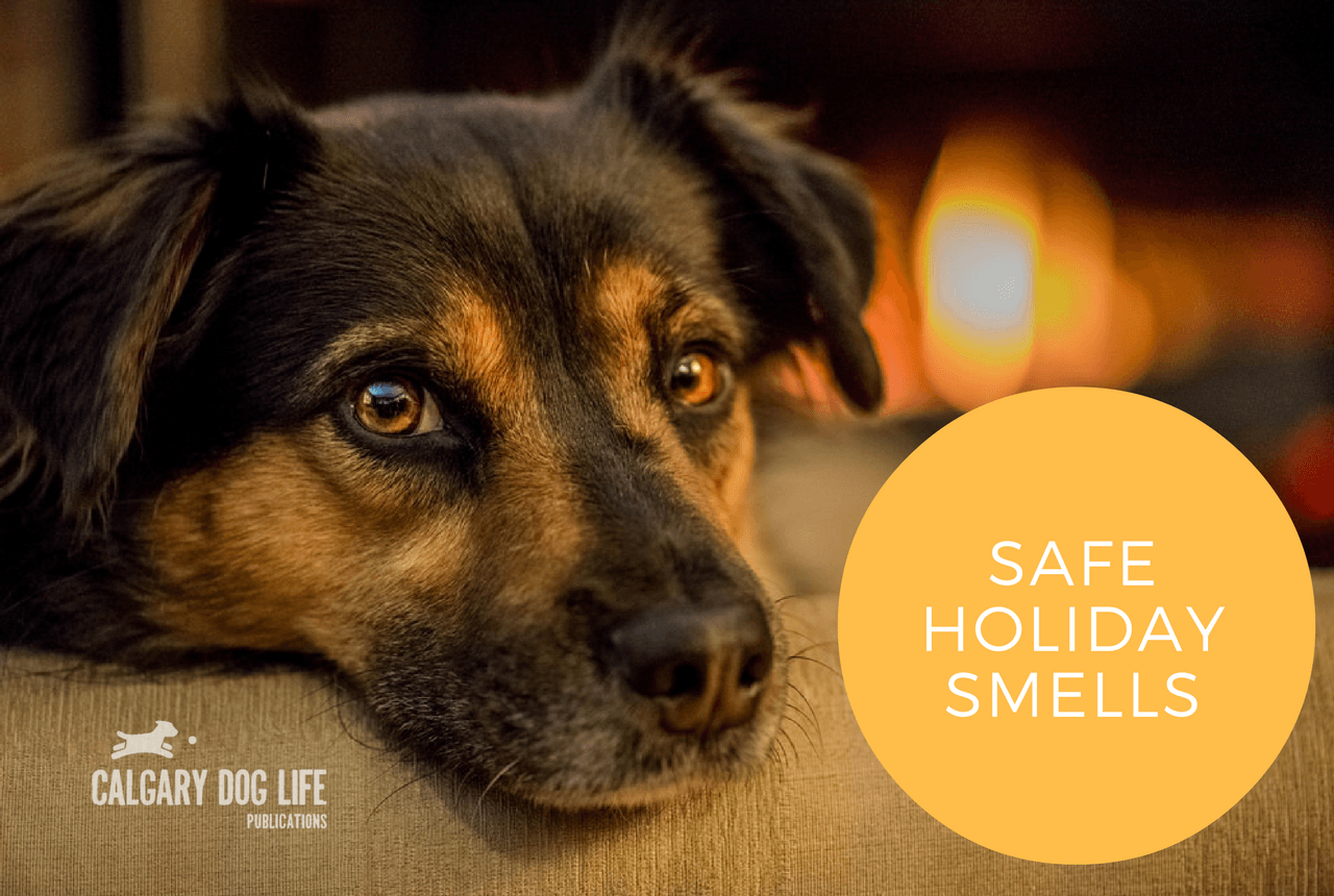 dog safe diffuser blends