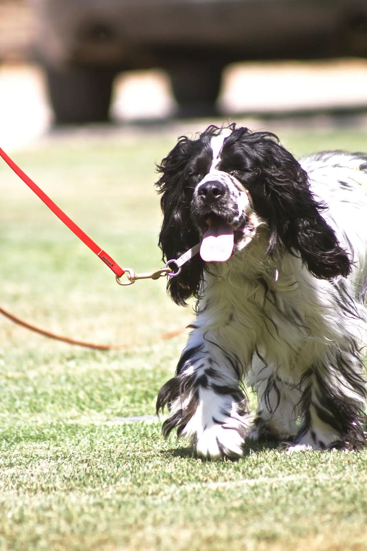 Spaniel moving toward its handler during outdoor leash training