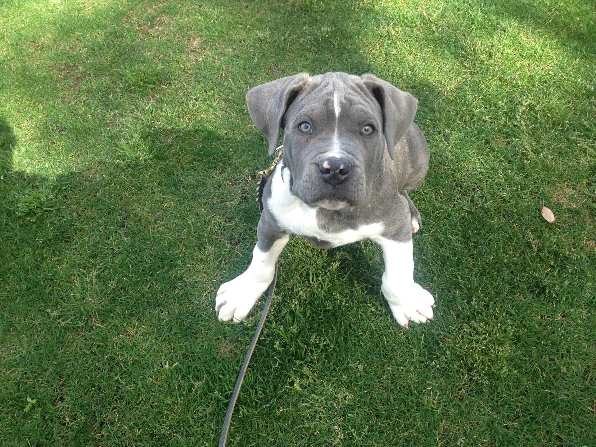 Gray-and-white puppy sitting attentively on the grass