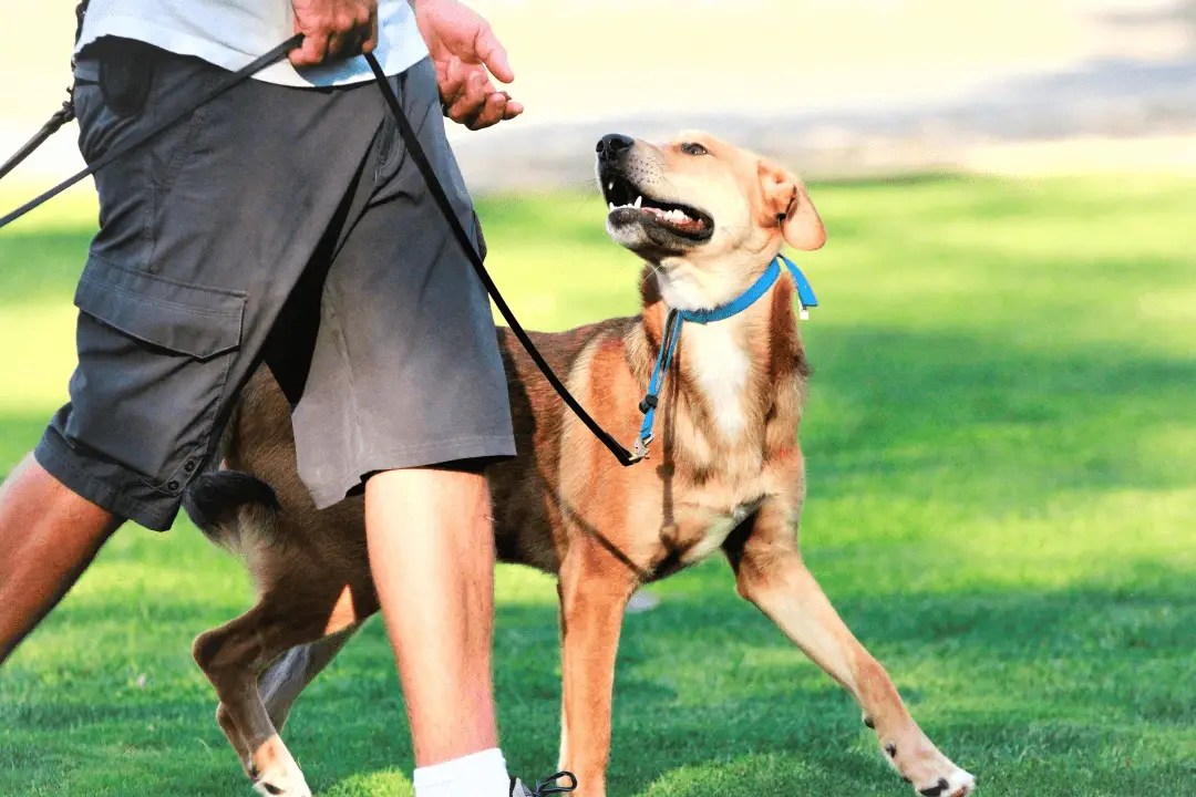 Dog practicing recall at our Southern California dog training facility