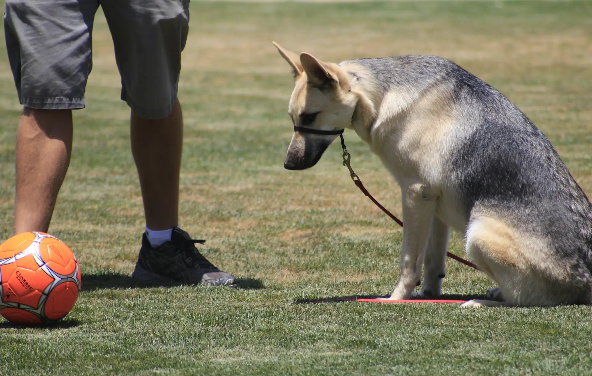 German Shepherd practicing leave it and wait beside a ball during reward-based training
