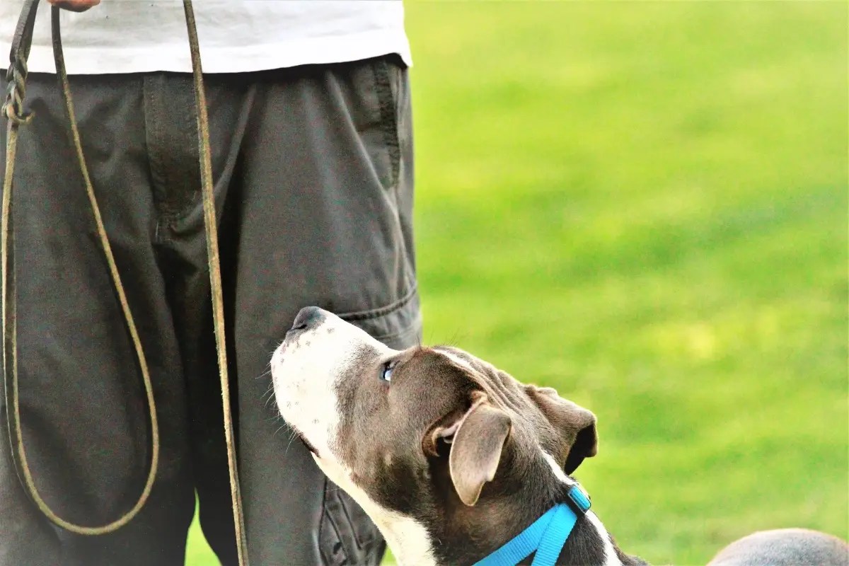 Dog looking up attentively at a trainer during positive reinforcement training