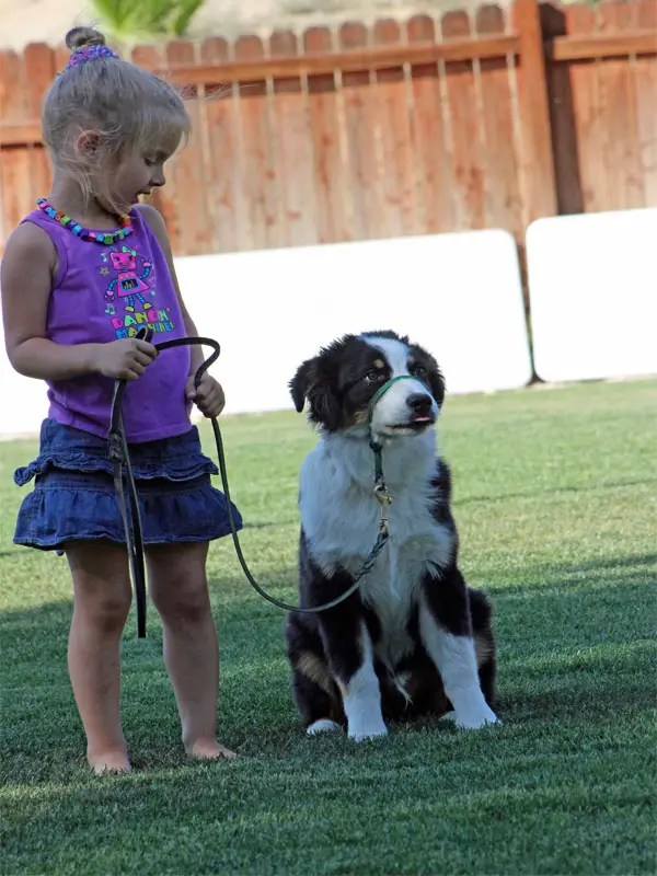 Three-year-old child confidently handling a puppy during supervised training