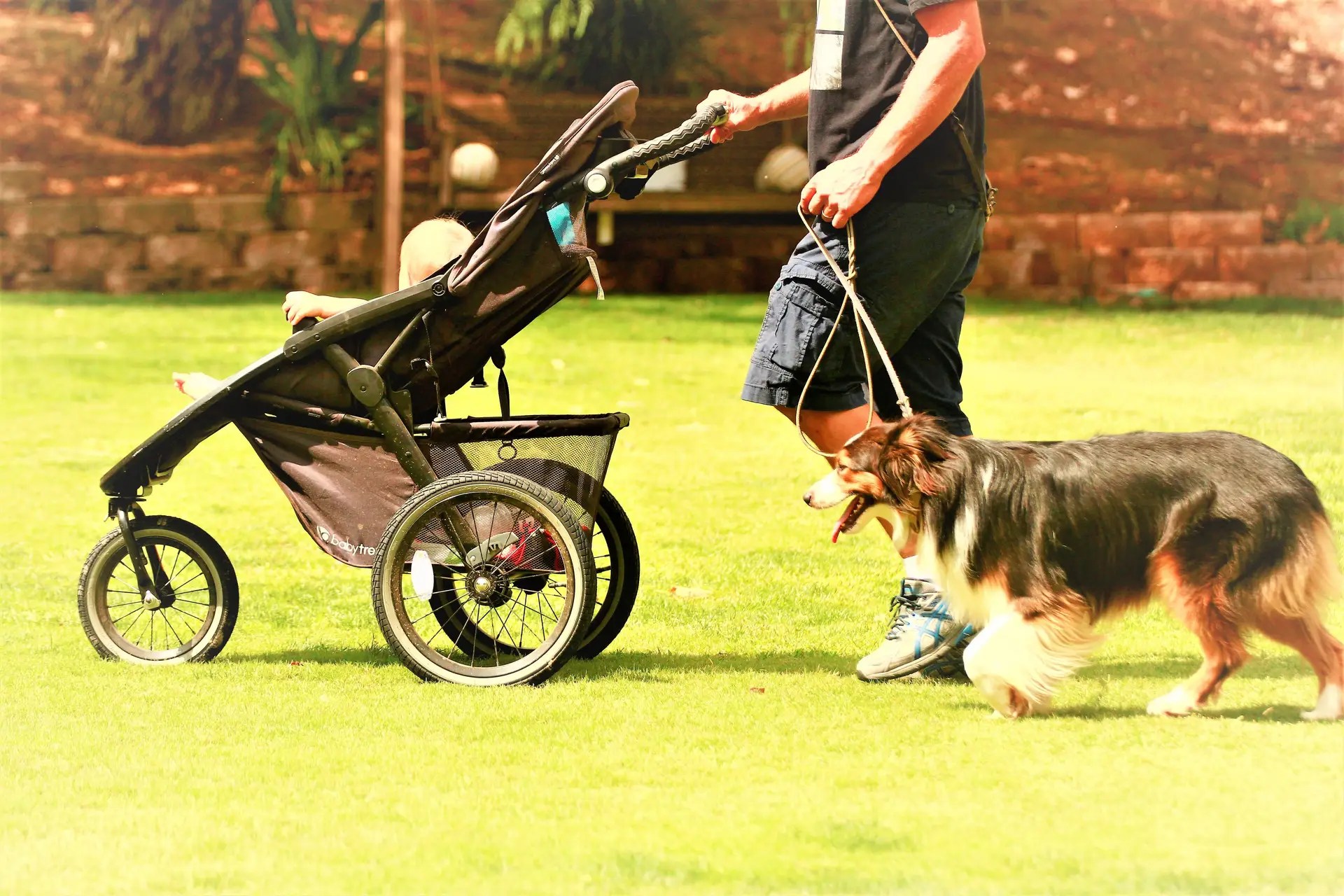 puppy socialization