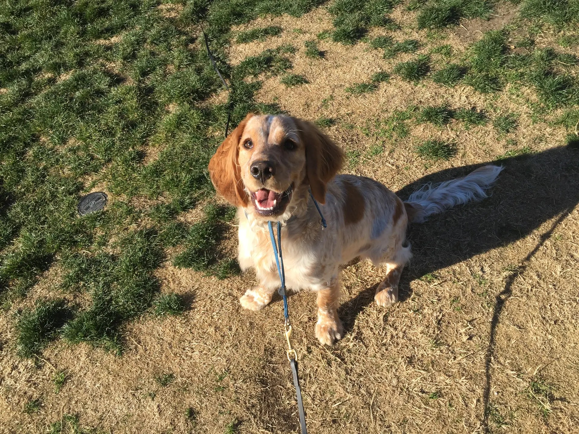 Happy dog sitting outdoors on a leash during training