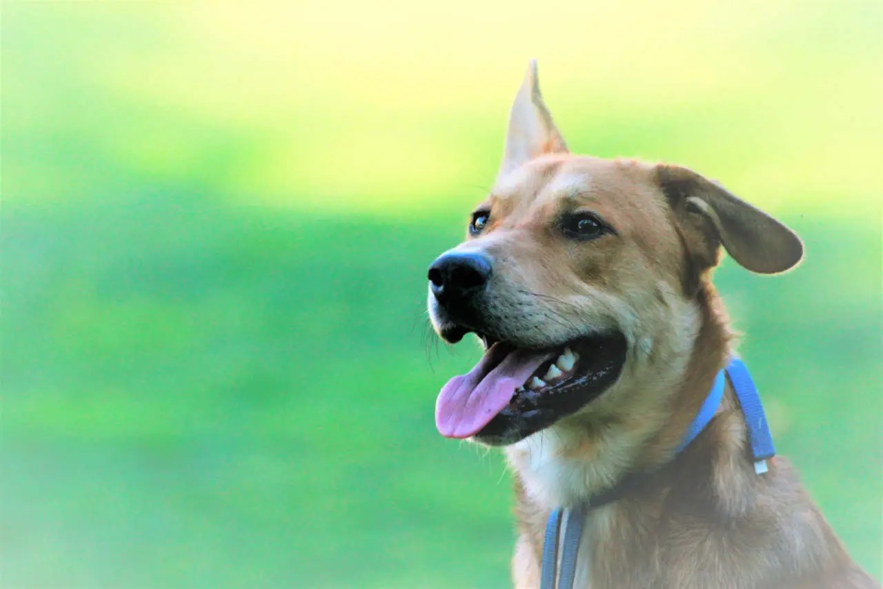 Attentive dog wearing a loose leash during reward-based training