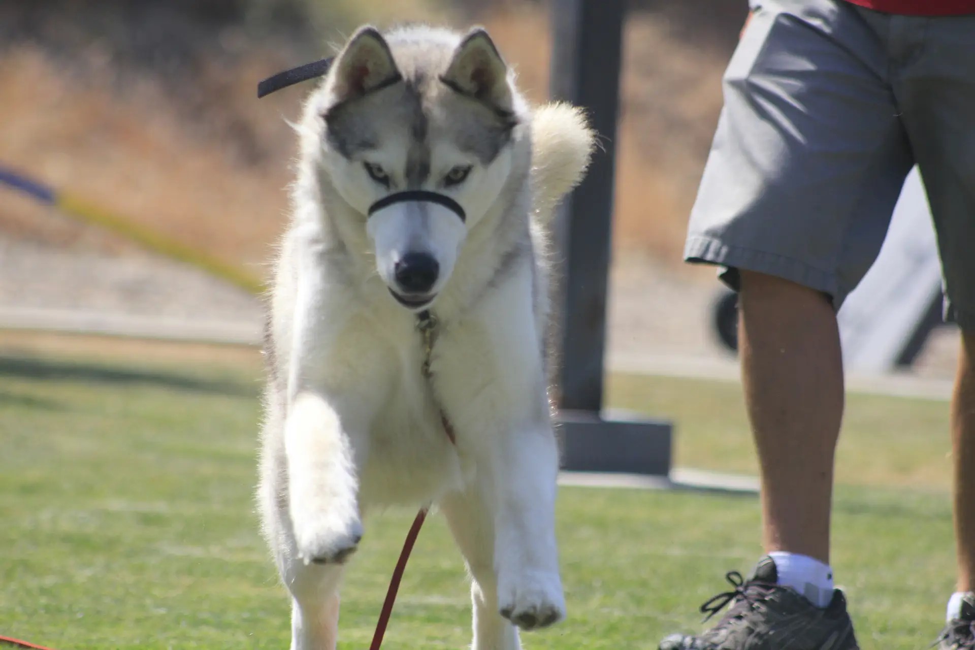 Husky returning to the trainer during a treat-based recall game
