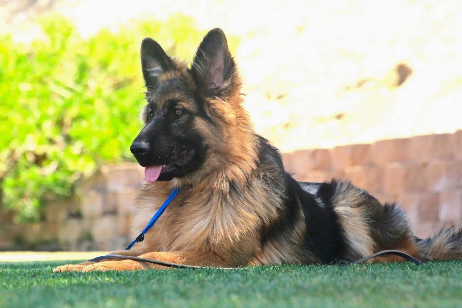 German Shepherd puppy practicing a calm down-stay during Board and Train
