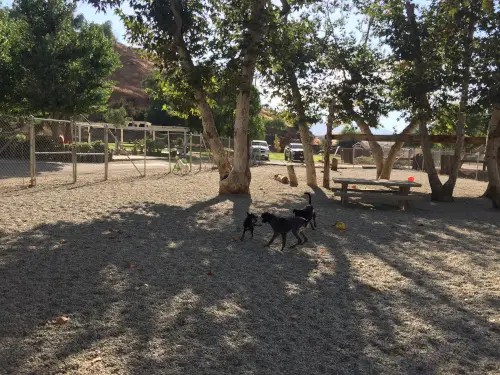 Large shaded outdoor play yard for dos at California Dog Training