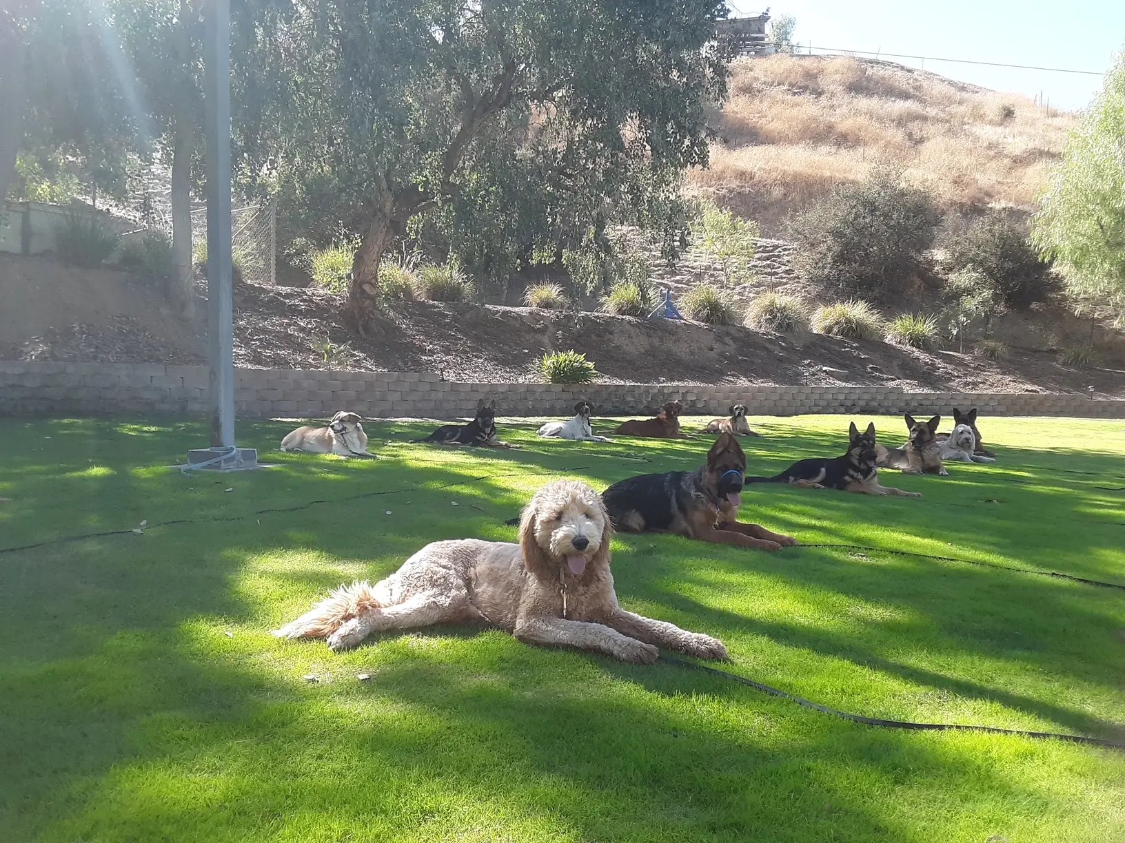Group of dogs practicing a down-stay on the lawn at California Dog Training