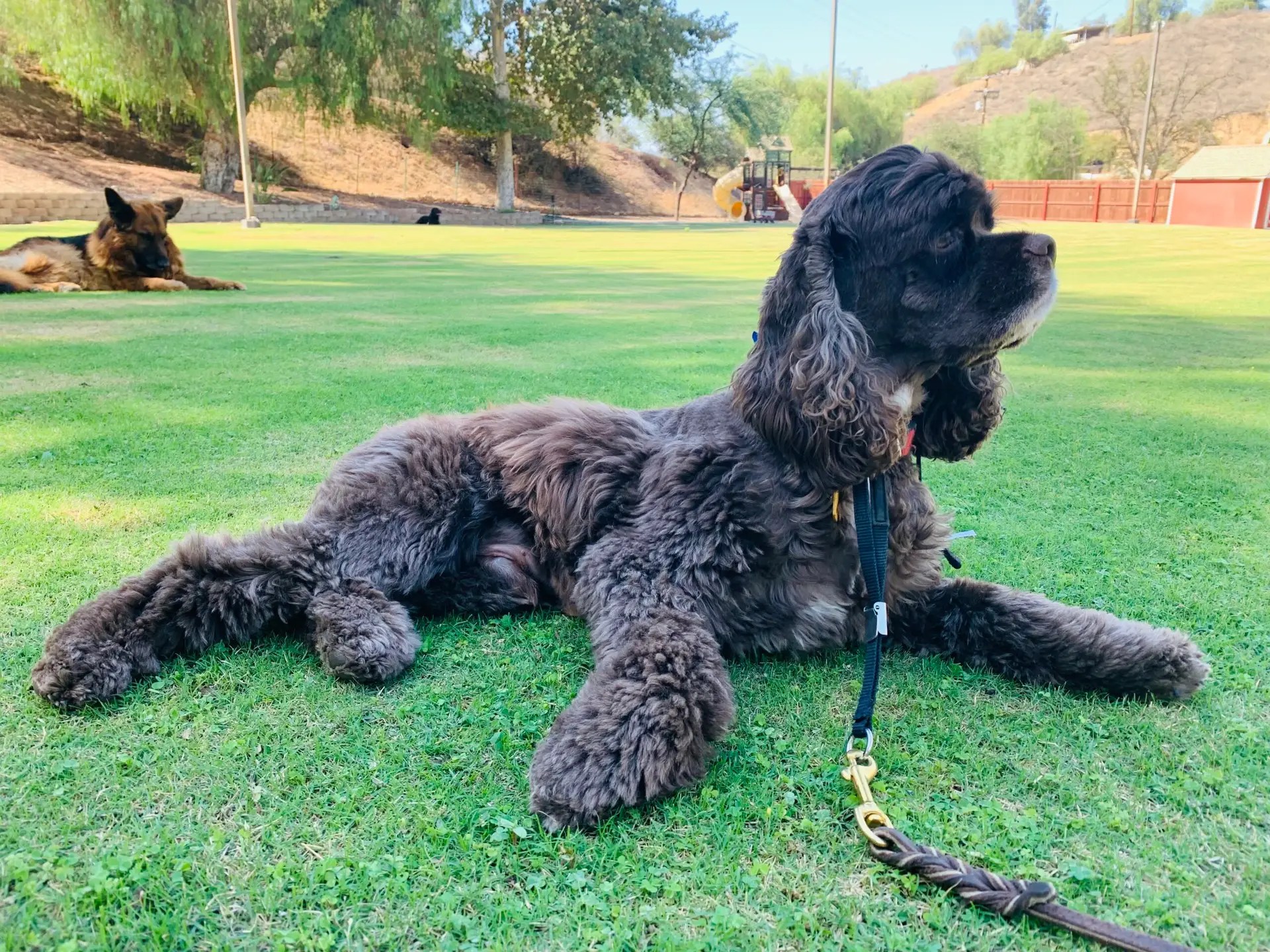 Dog practicing a down stay outdoors with another dog nearby as a distraction