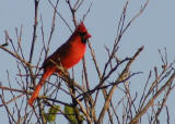 red cardinal