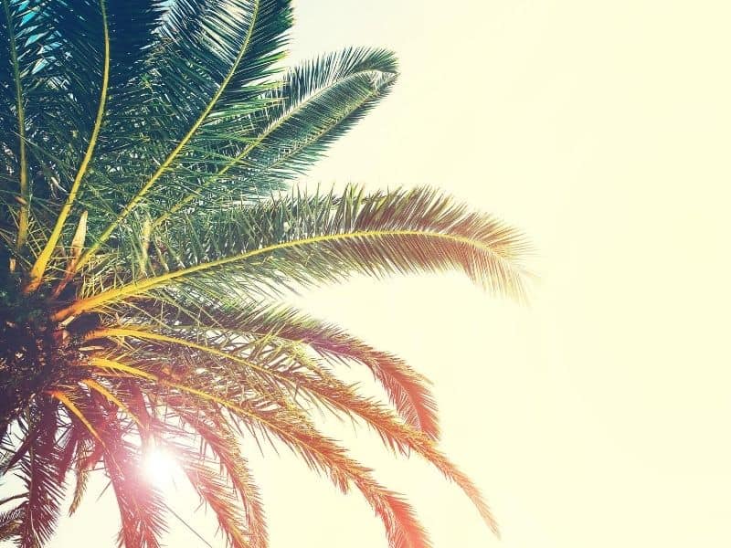 A stately palm under cover of night is a wasted opportunity to highlight your home or property. 50 Chilled Out Palm Tree Quotes Captions For Instagram California Crossroads