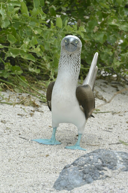 Blue Footed Booby
