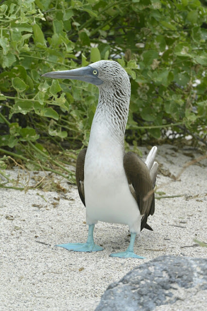 Blue Footed Booby