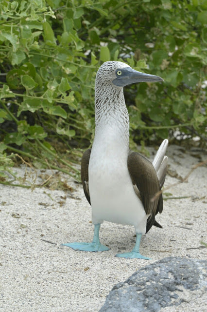 Blue Footed Booby