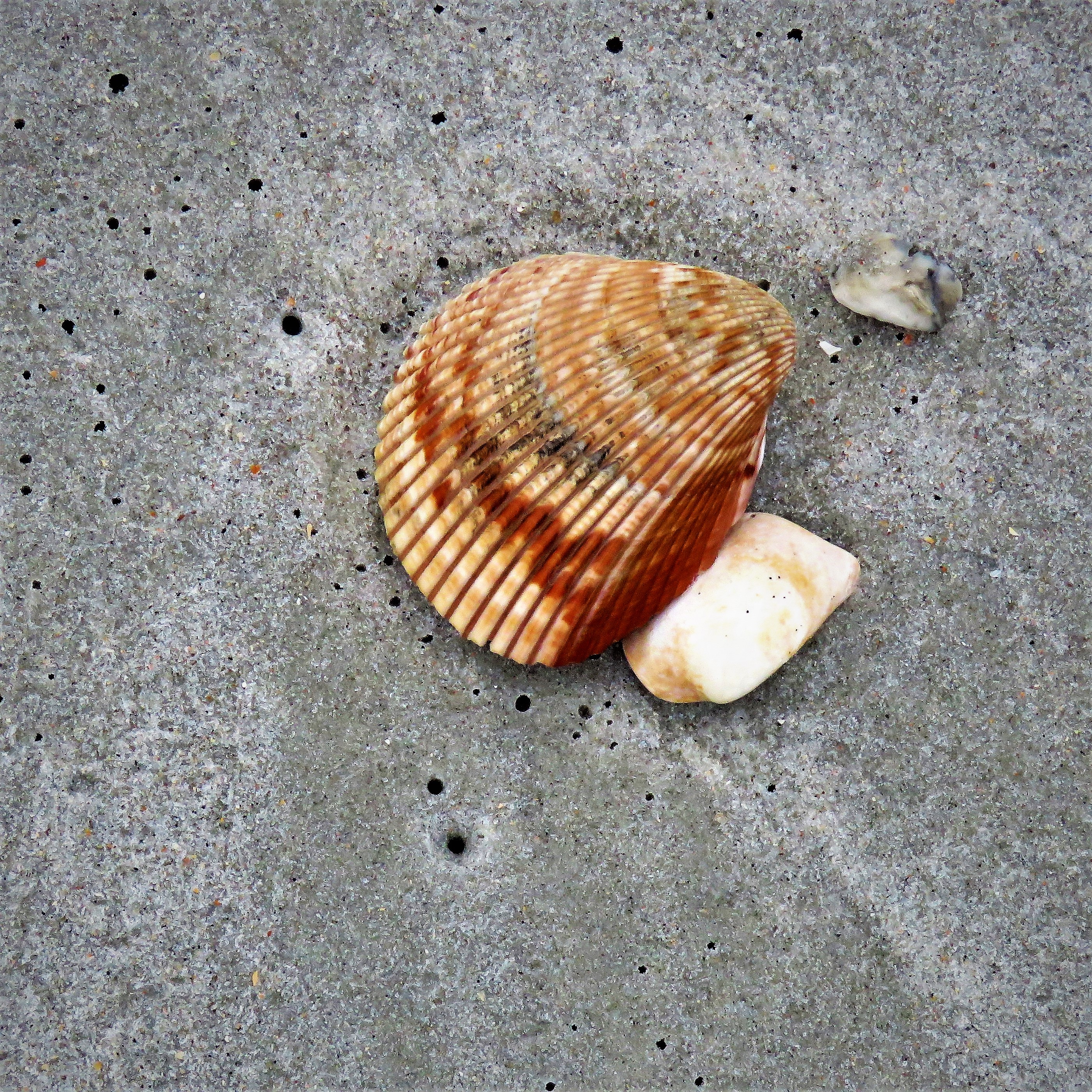Shell on Beach