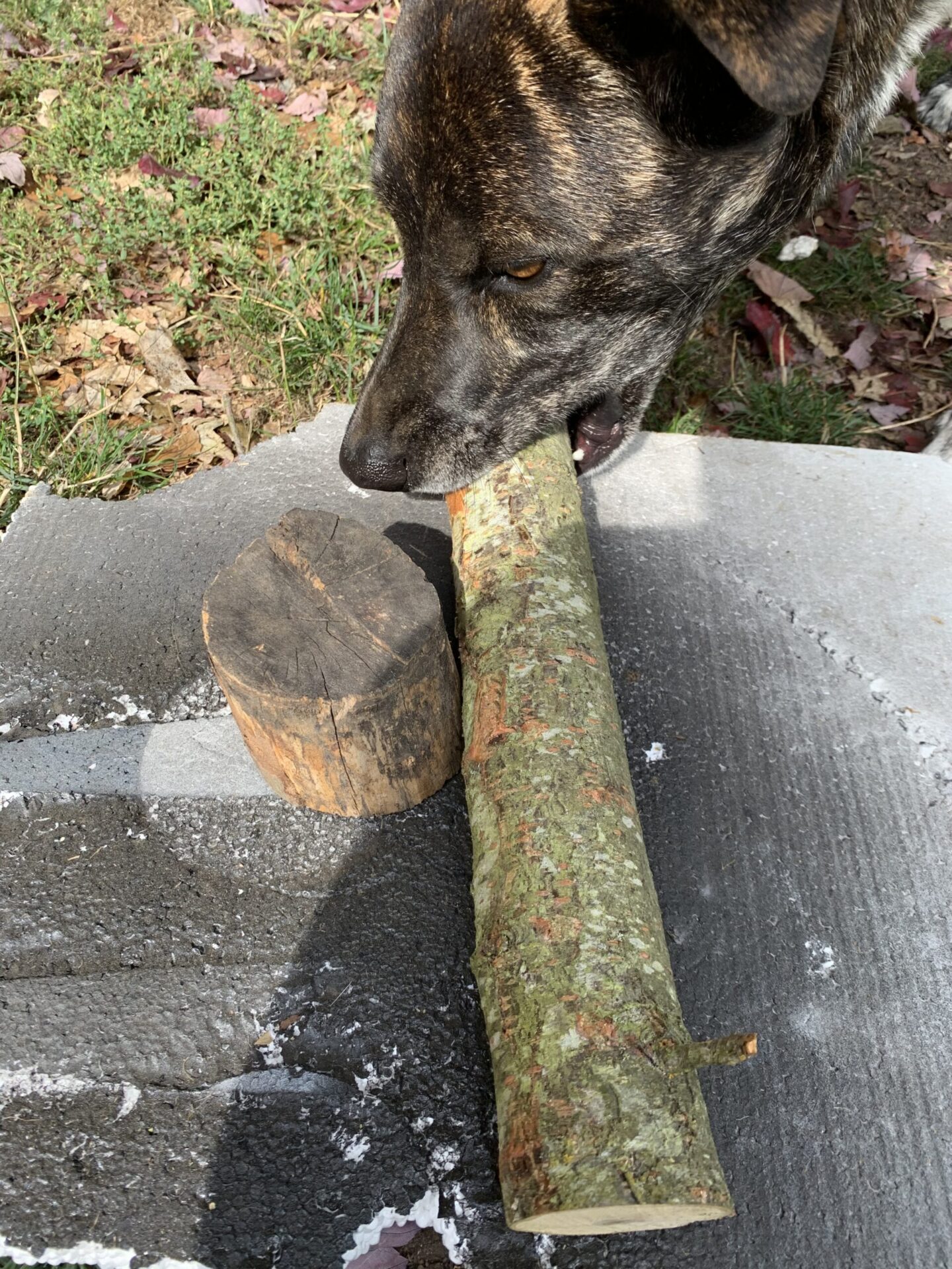dog with stick in mouth