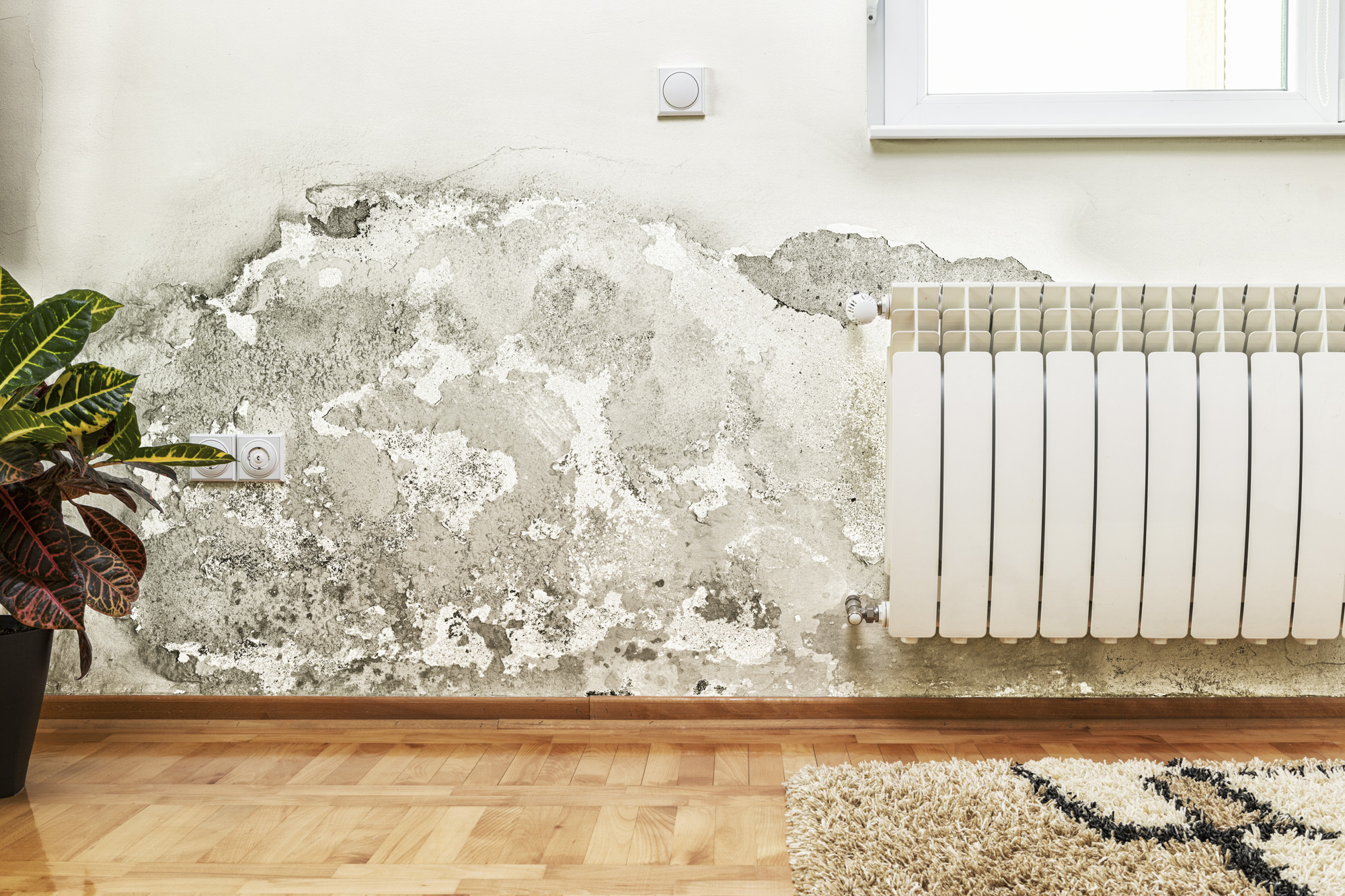 5 common signs you have mold in your house