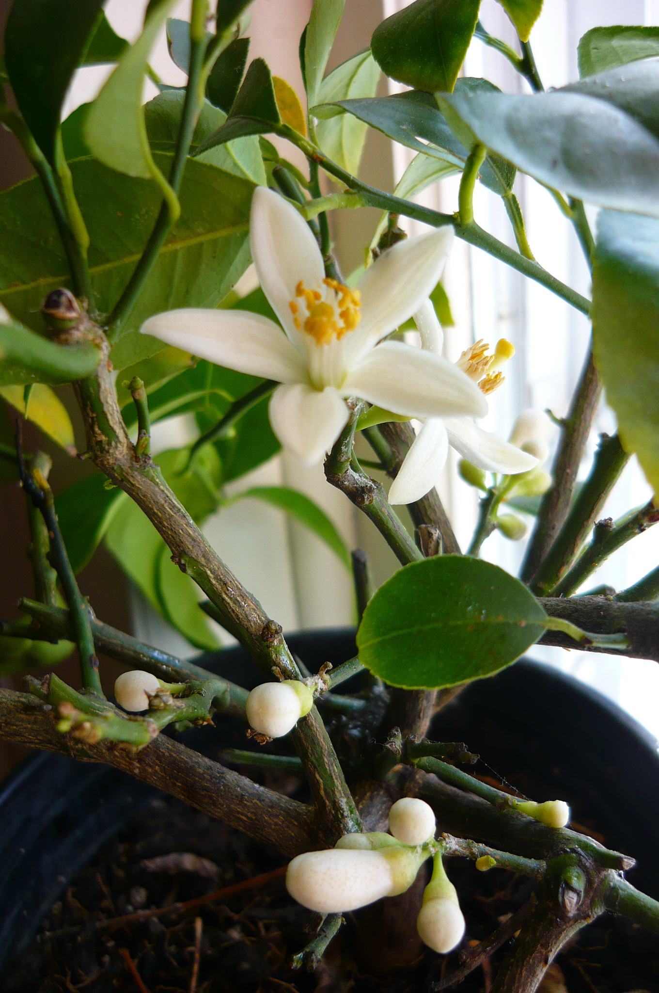 lemon tree, very pretty Cal Patch