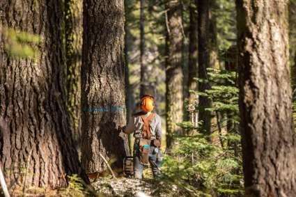 French Meadows Project resultsForest Management Prevents Fires