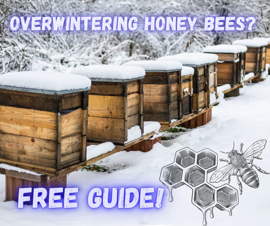 Winterizing Bee Hives Essential Steps For Honey Bee Survival Camas