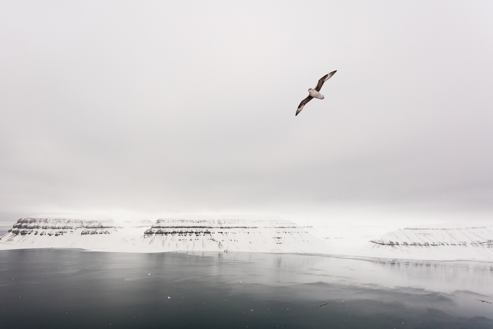 Not sure what kind of bird this is, but they were quite curious and had some very close flybys. Shot with Canon 5Ds and Canon 17-40mm f/4L USM @ 17mm, 1/1000sec, f/6.3, ISO 400