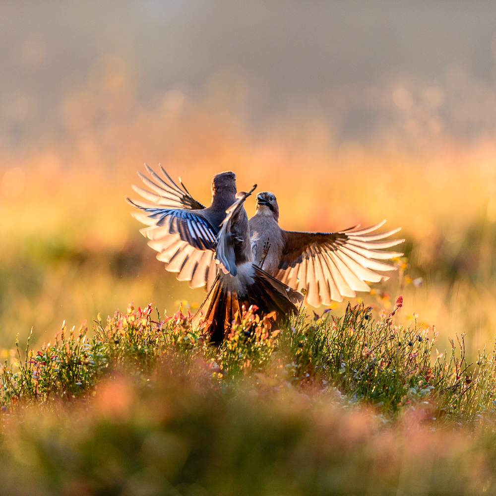 Quarreling jays
