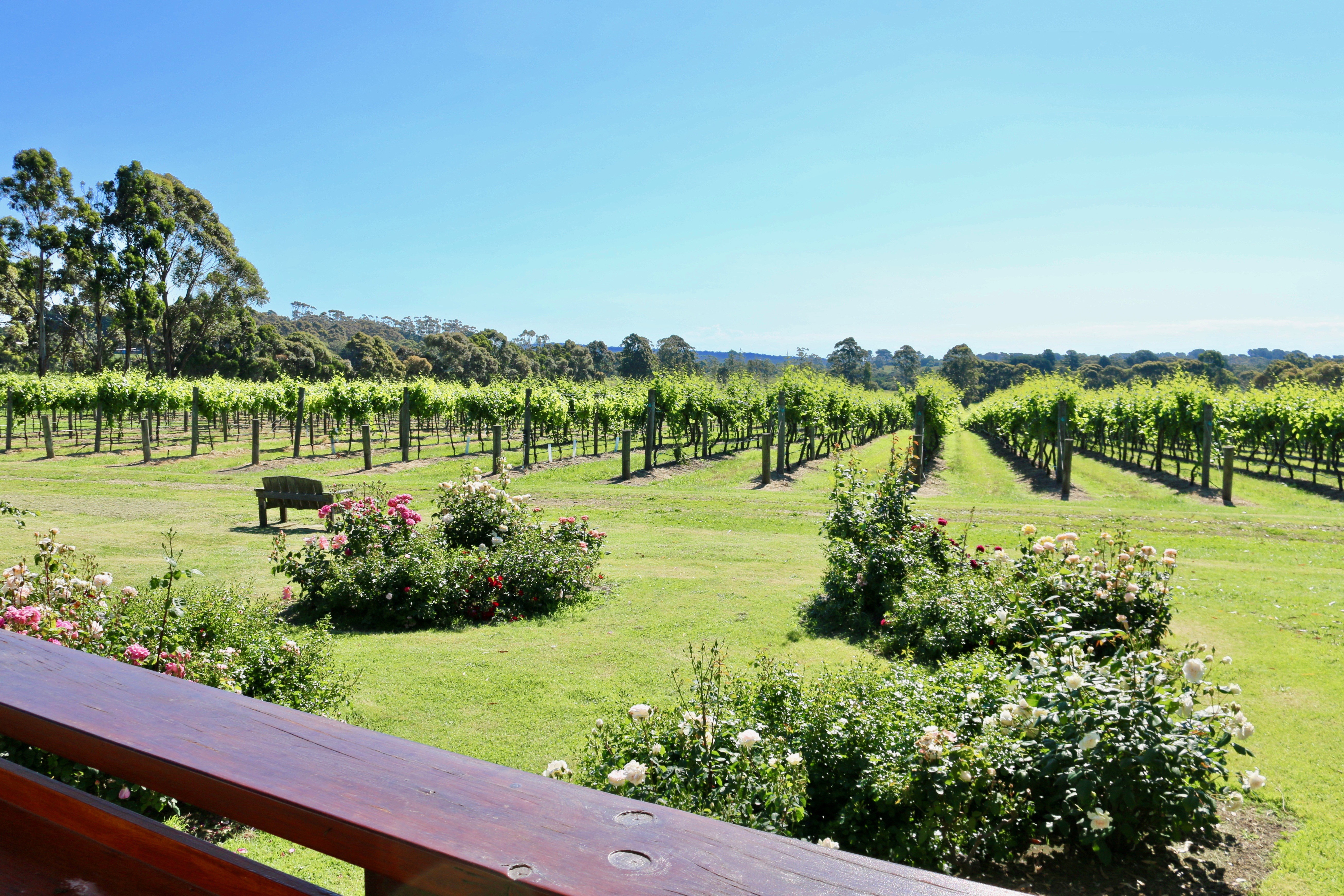 Stumpy Gully Vineyard by Cameron Howe