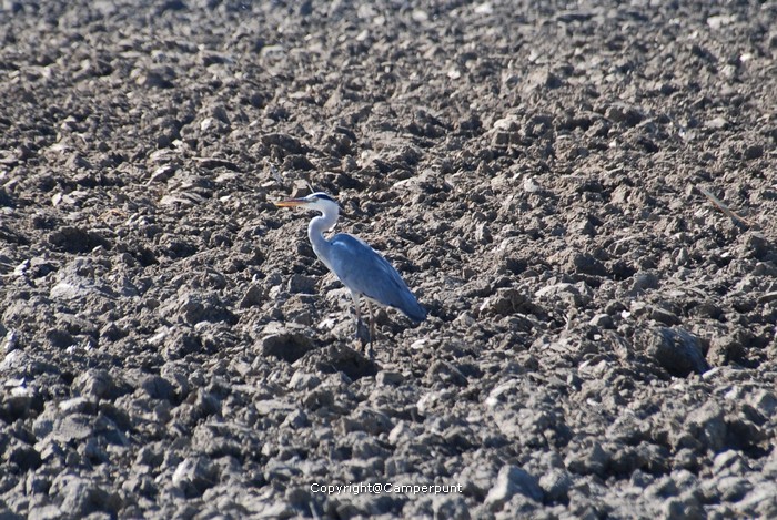 Blauwe reiger