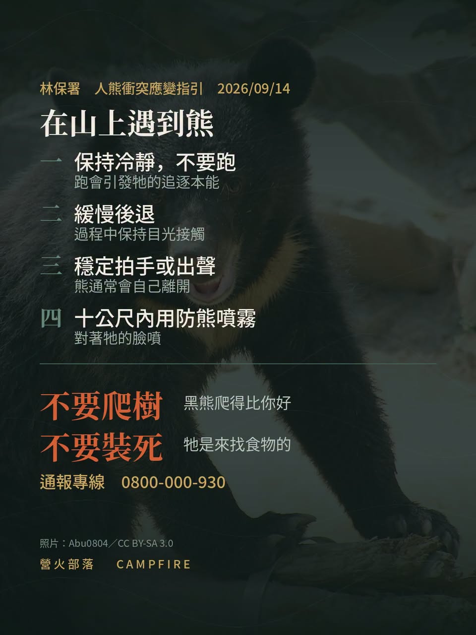 上山多帶一顆熊鈴：黑熊估計 1,200 隻，遇到熊的四個步驟