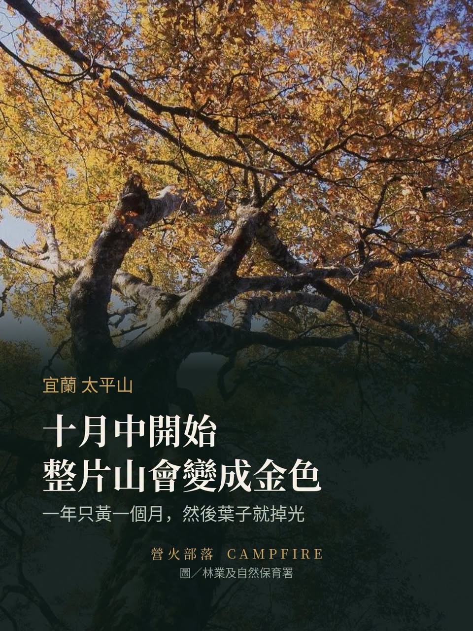 太平山山毛櫸步道今年的管制：假日翠峰景觀道路限 200 台車