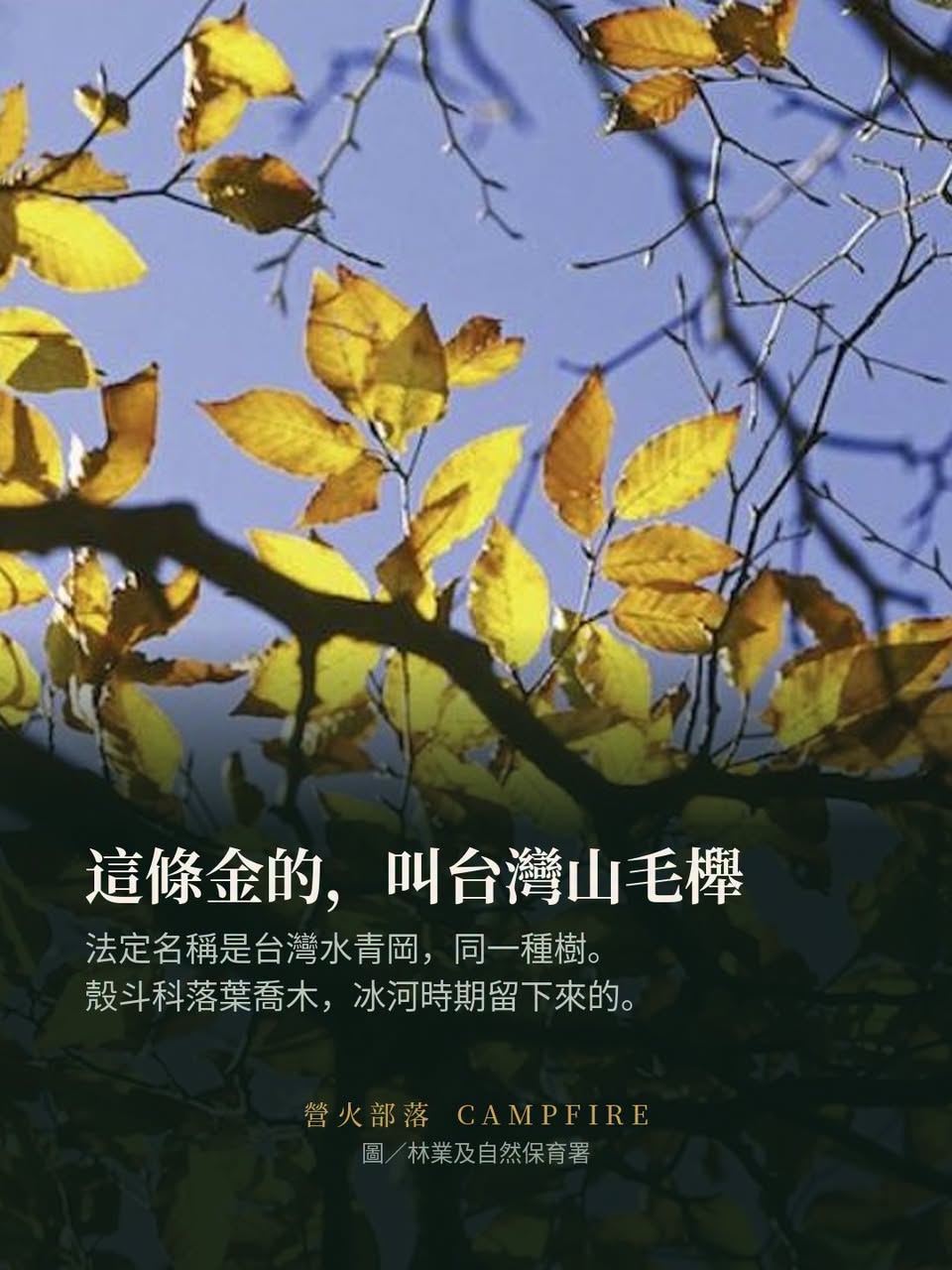 太平山山毛櫸步道今年的管制：假日翠峰景觀道路限 200 台車