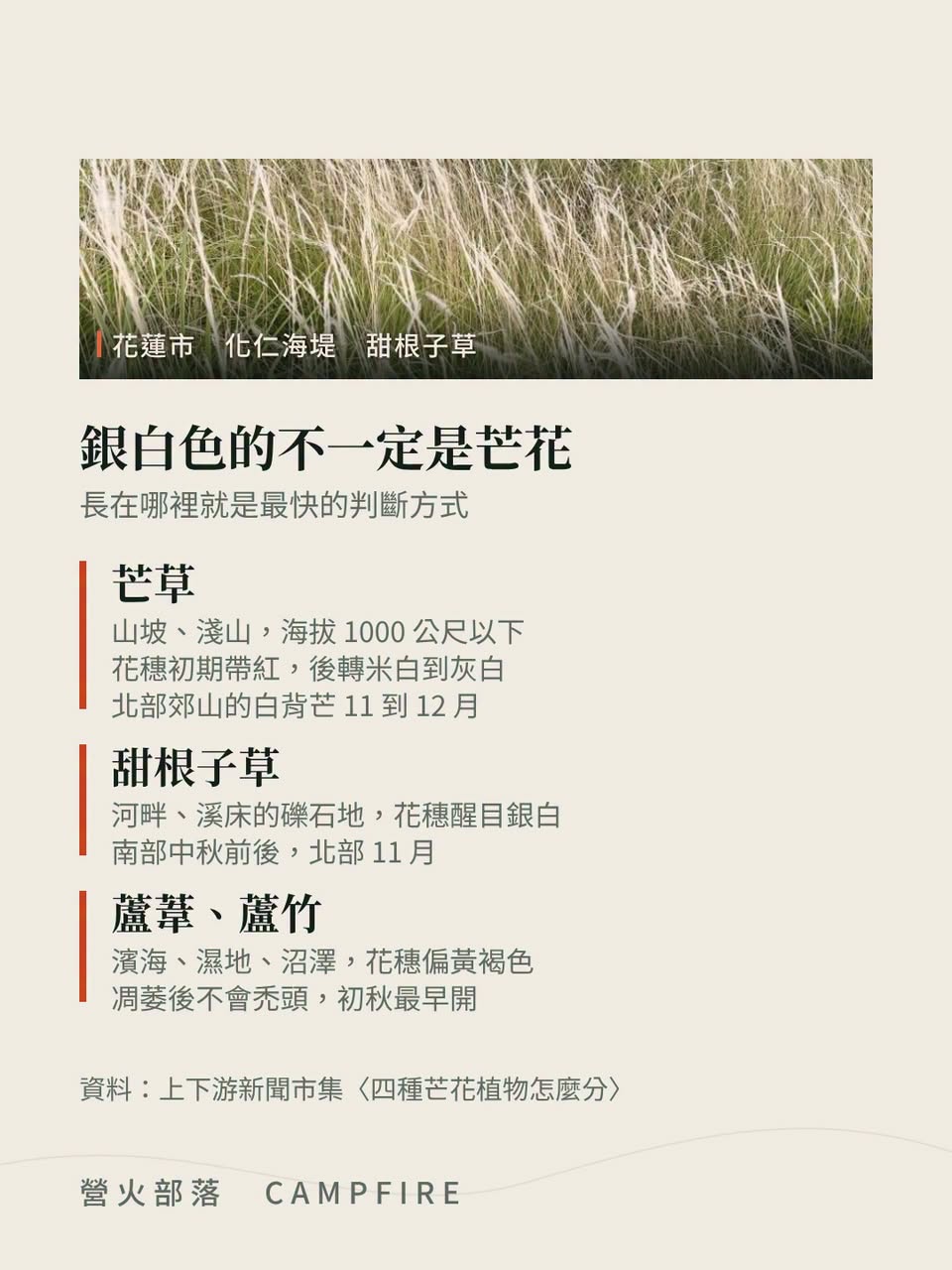 河床那片銀白不是芒花，是甜根子草