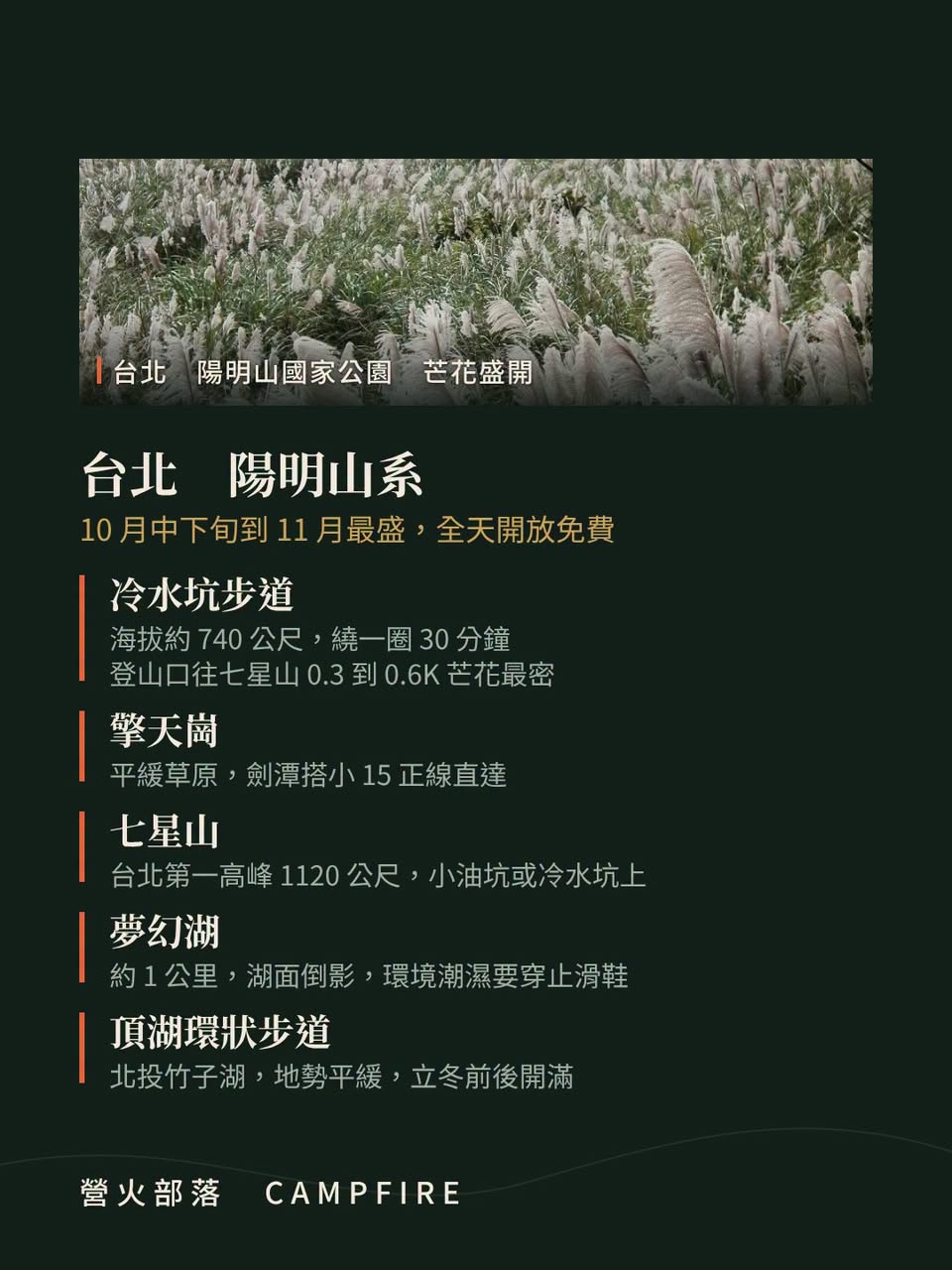 河床那片銀白不是芒花，是甜根子草