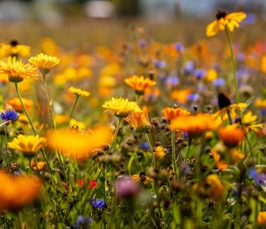 Blumenmeer im Campingurlaub.