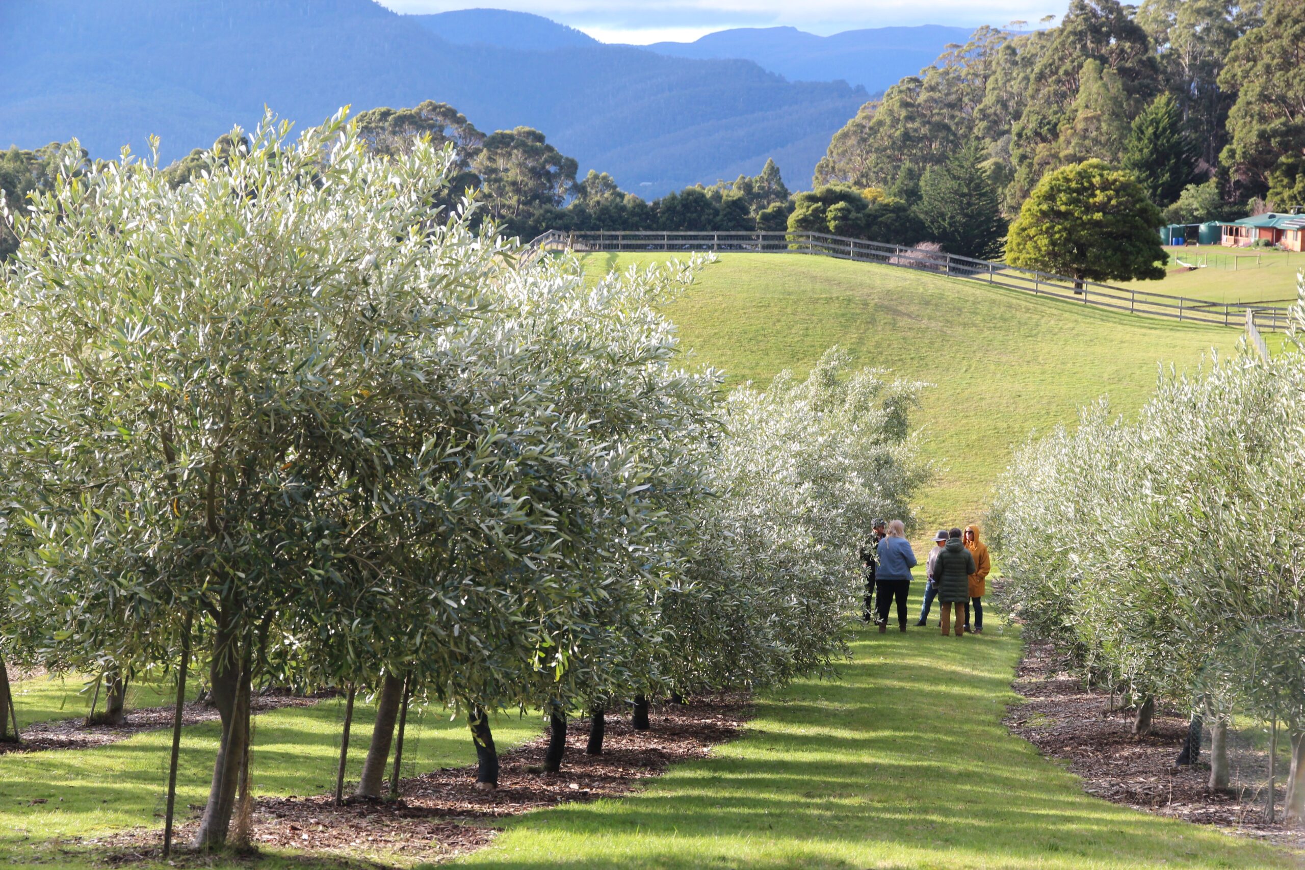 IN THE OLIVE ORCHARD A Sensory Tasting and Learning Experience